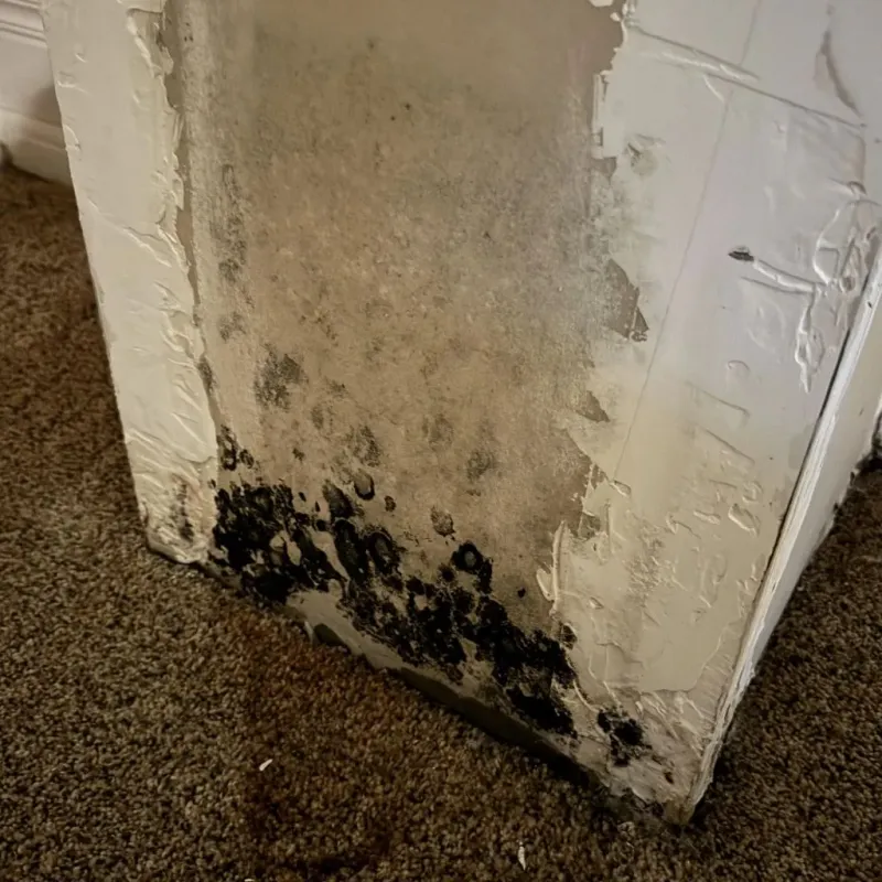 Professional Mold Removal in Pekin, IL